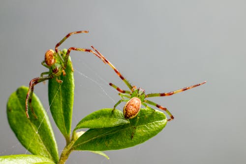 Free Close-Up Shot of Green Spiders on a Leaf Stock Photo