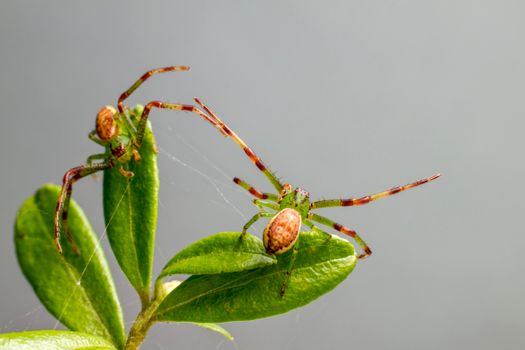 Close-up of two green crab spiders (Diaea dorsata) on leaves. Captured outdoors, highlighting arachnid details.