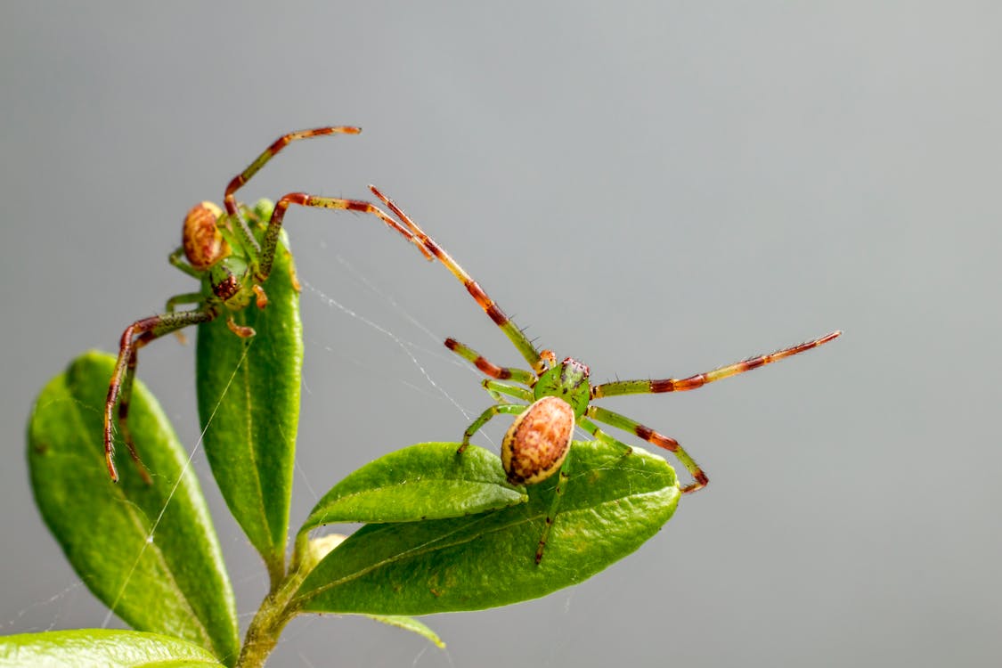 Close-Up Shot of Green Spiders on a Leaf