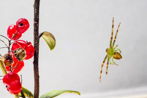 Kostenlos Kostenloses Stock Foto zu diaea dorsata, entomologie, gliederfüßer Stock-Foto
