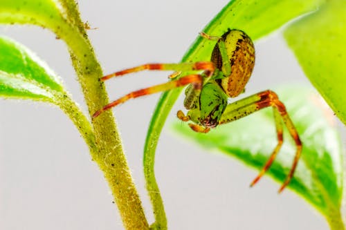 Free Close-Up Shot of a Green Spider on a Leaf Stock Photo