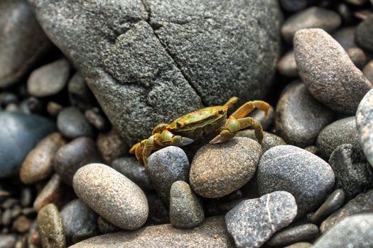 Detailed close-up of a crab navigating rocks on the beach.