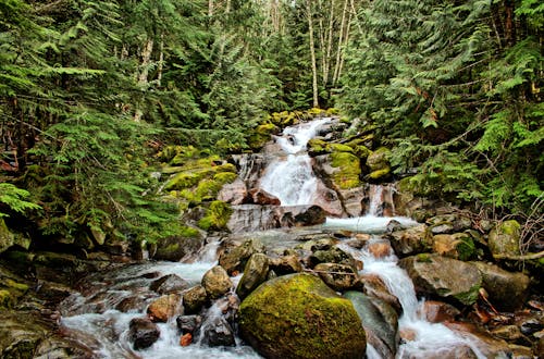 A Waterfall in the Forest