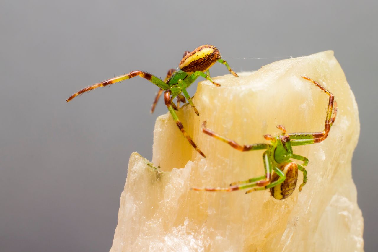 intricate macro shot of diaea dorsata spiders showcasing vibrant color