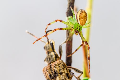 Green Spider Crawling Beside an Insect
