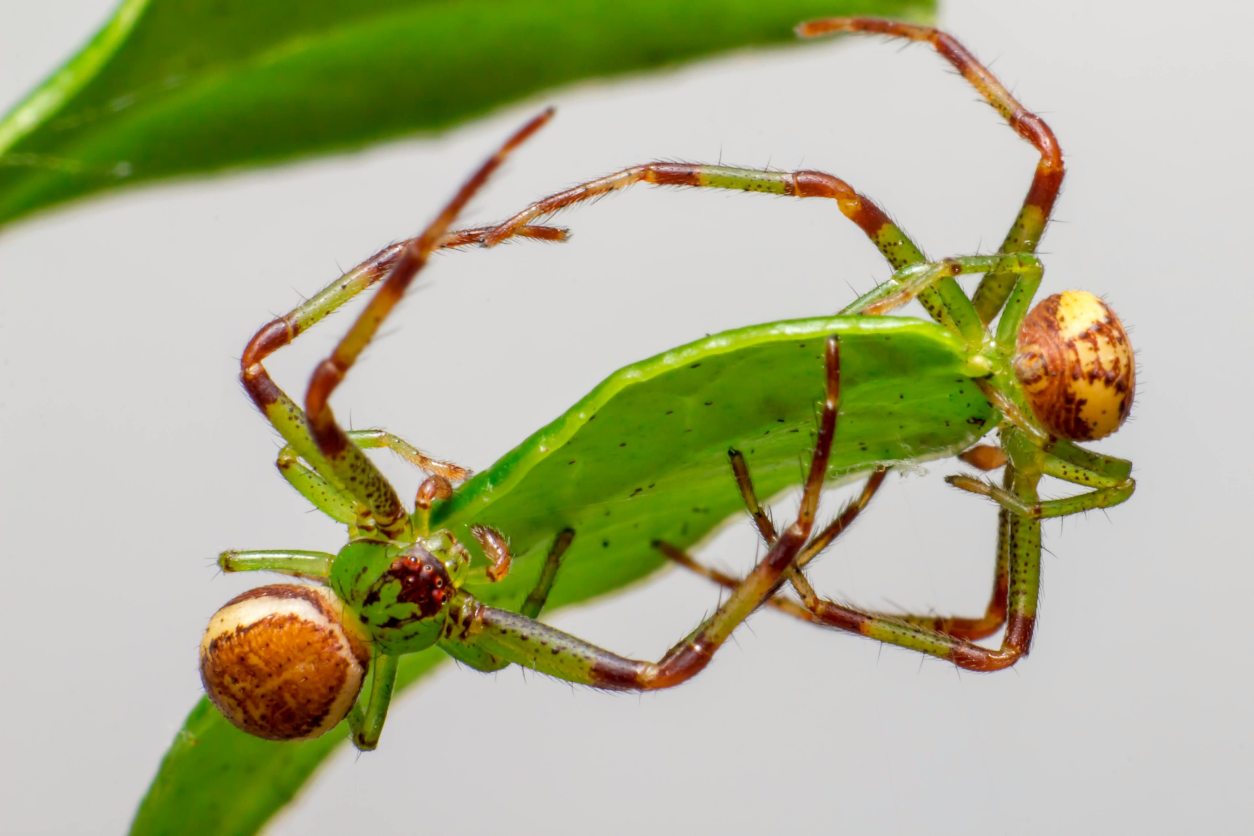 Macro Shot of Green Crab Spiders · Free Stock Photo
