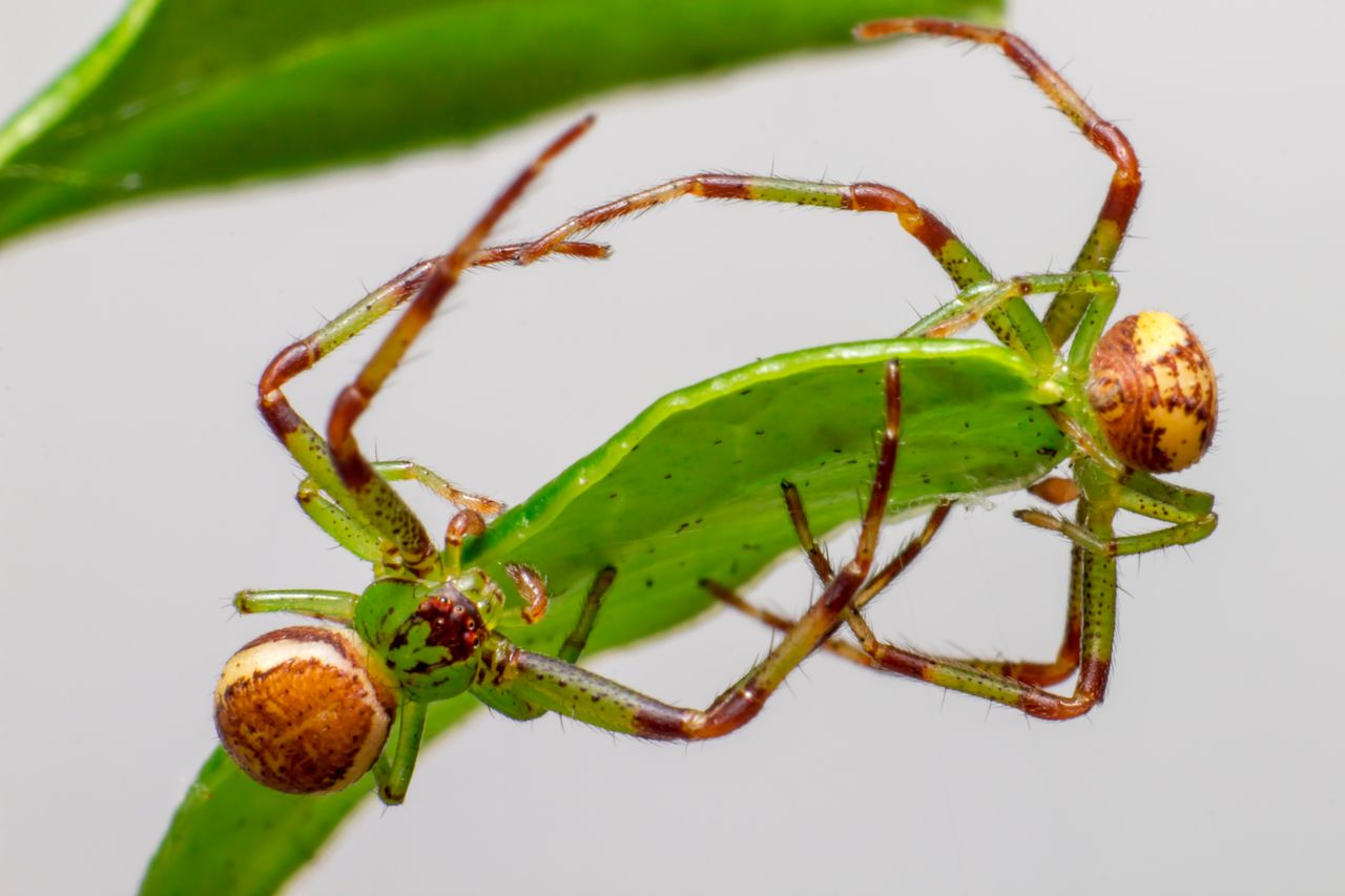 detailed macro shot of two green crab spiders diaea dorsata on a leaf