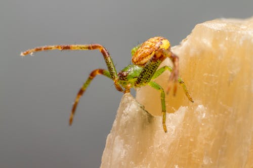 Green and Brown Spider on White Surface
