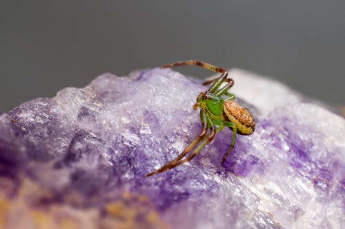 Kostnadsfri bild av diaea dorsata, grön krabba spindel, insekt