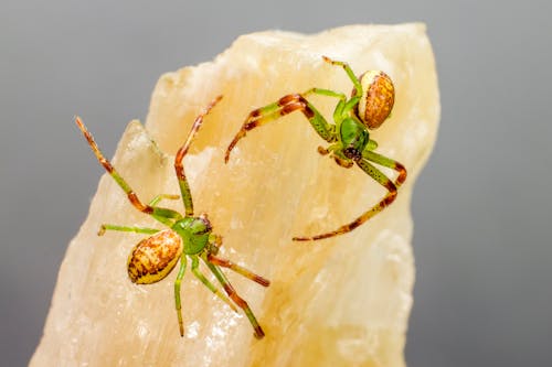 Kostnadsfri bild av diaea dorsata, grön krabba spindel, närbild