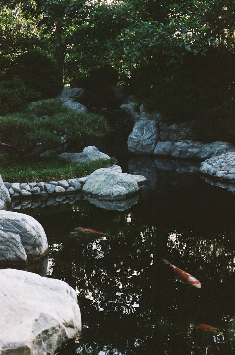 Man Made Water Pond Under Trees