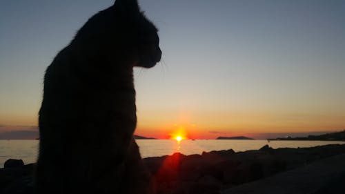 Základová fotografie zdarma na téma kočka, sluneční paprsky, večerní slunce