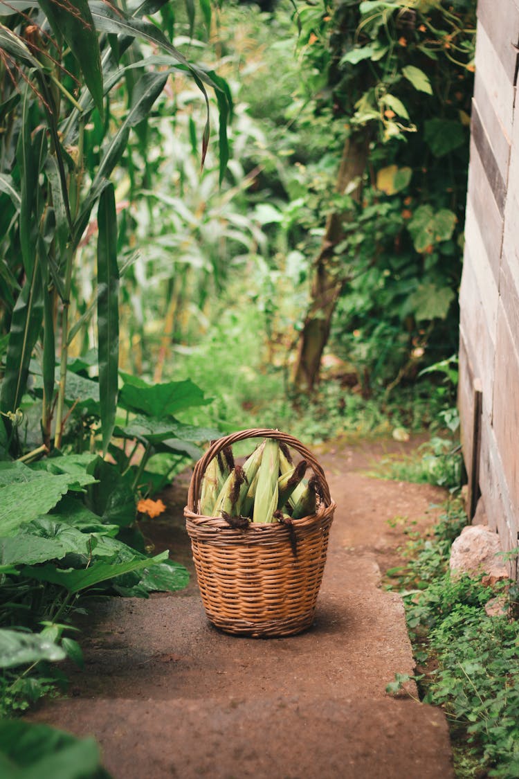 Wicker Basket With Green Vegetables On Pathway In Garden