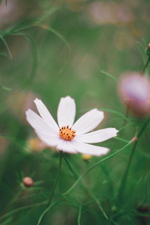 Free Selective focus of blossoming cosmea flower with white petals growing in meadow in summer Stock Photo