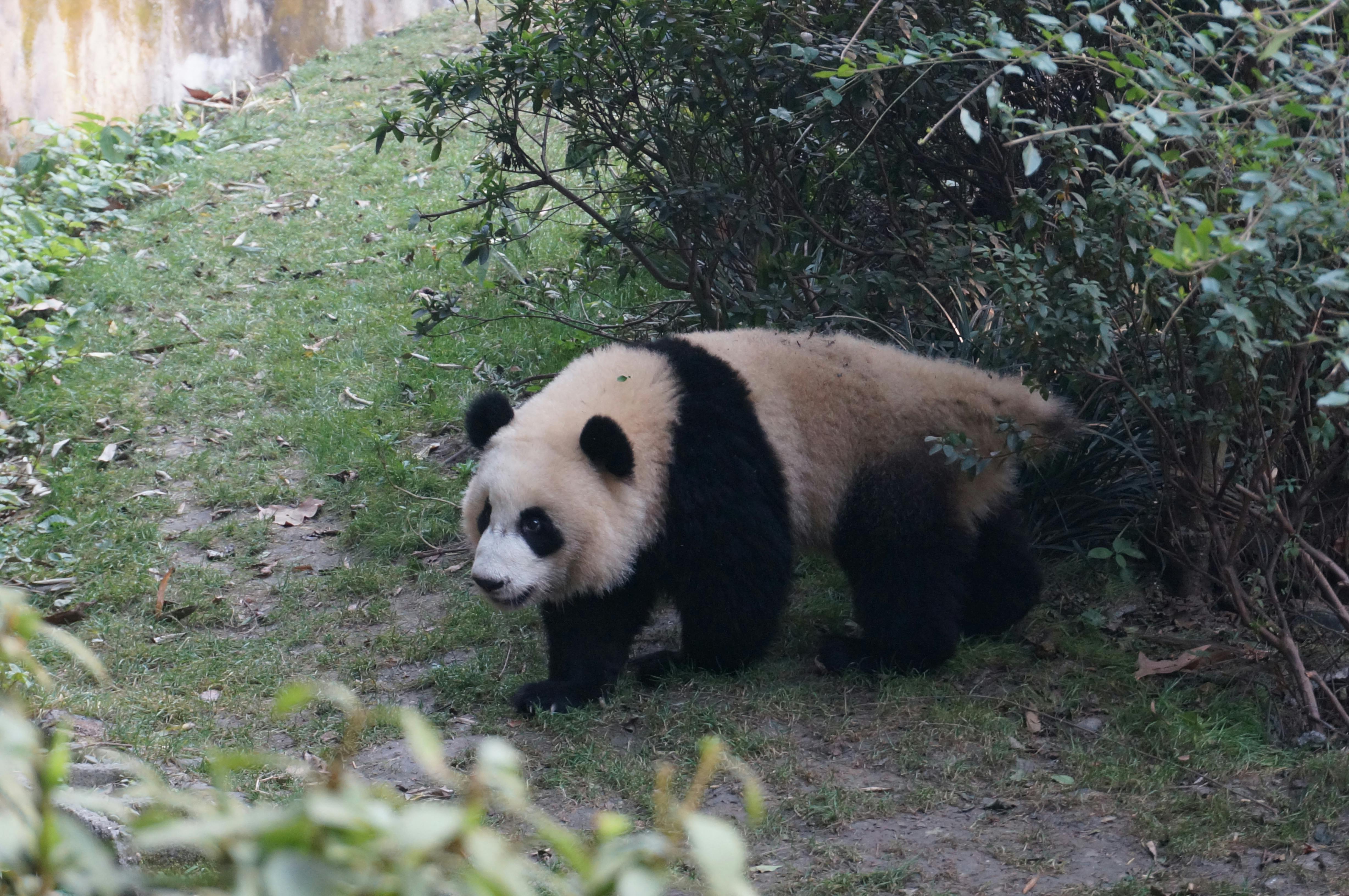 Free stock photo of animal, cute animals, Panda