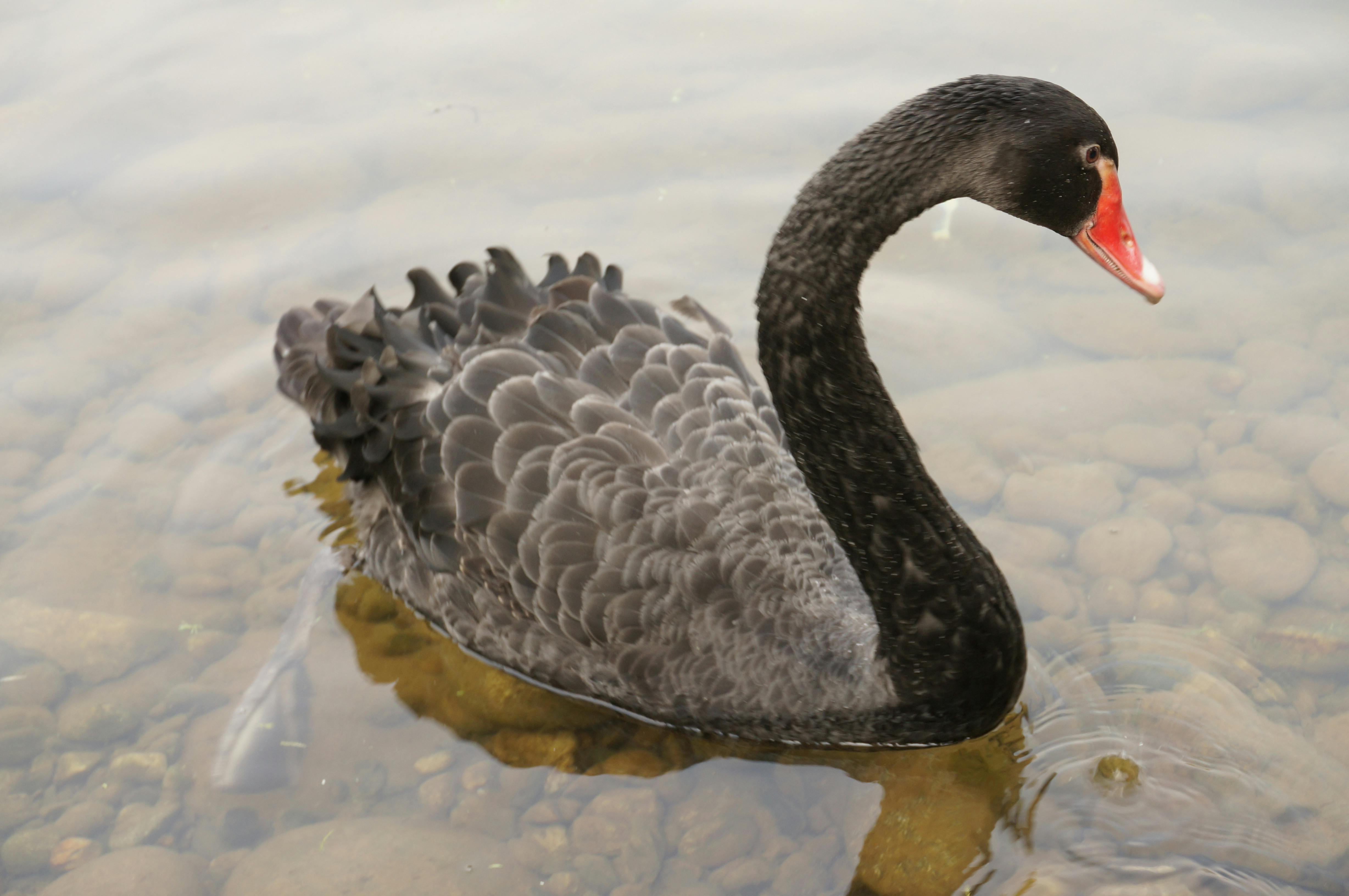 Free stock photo of black swan, swan