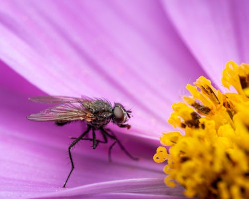 Základová fotografie zdarma na téma detail, fialová kytka, fotografování hmyzem