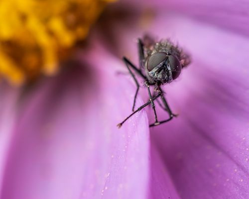 Free Close-up of a fly resting on a purple flower petal with detailed texture. Stock Photo