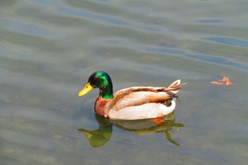Free stock photo of duck, mallard, pond Stock Photo