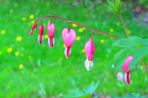 Free stock photo of bleeding hearts, green background, pink flowers Stock Photo