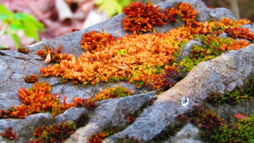 Free stock photo of mossy rocks, state park Stock Photo
