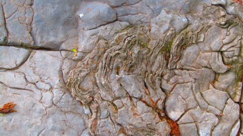 Free stock photo of crevices, markings, natural Stock Photo