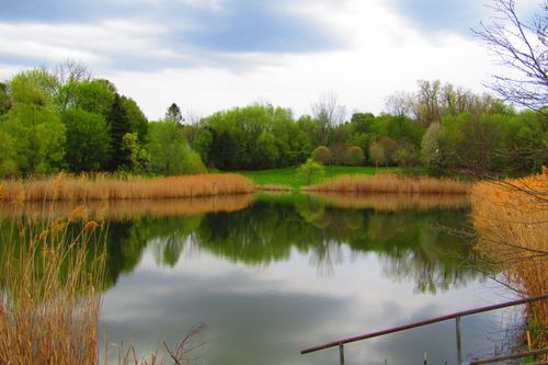 Free stock photo of green trees, pond, reeds Stock Photo