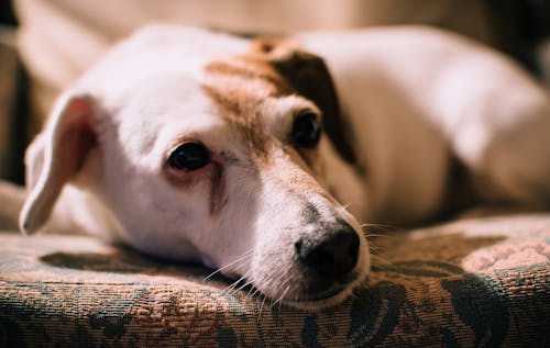 무료 중간 부드러운 흰색과 얼룩 강아지의 근접 촬영 사진 스톡 사진