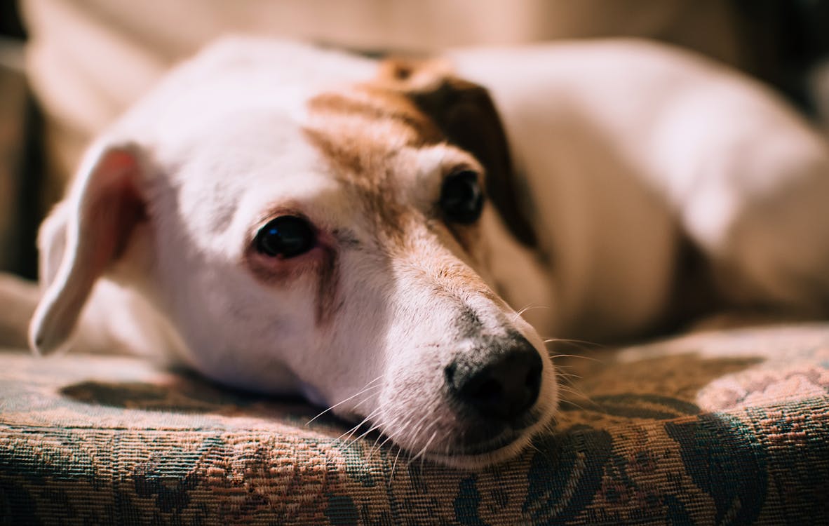 Closeup Photo of Medium Smooth White and Brindle Dog