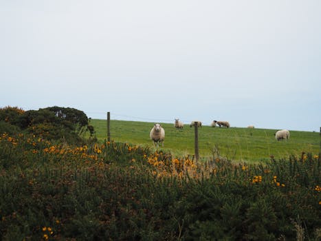 Tranquil countryside view featuring sheep grazing in a lush green field bordered by vibrant shrubs.