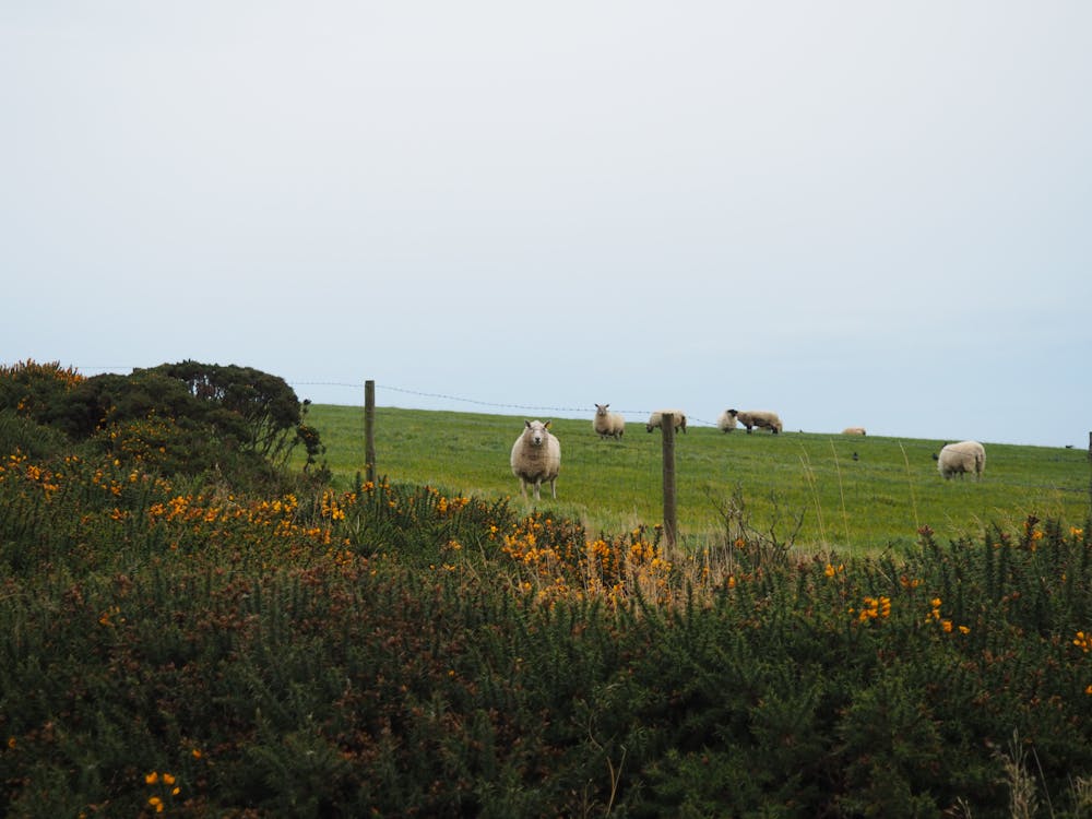 Moutons Au Sommet De L'herbe