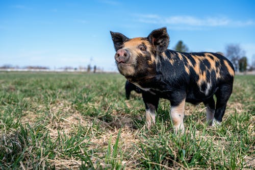 Black spotted mini pig standing on green grass in paddock in countryside under cloudless blue sky in sunlight