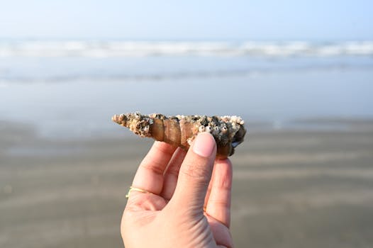 A hand holding a seashell on the beach at Cox's Bazar, Bangladesh.