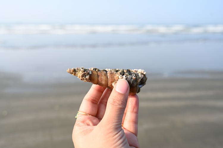 Person Holding A Seashell 