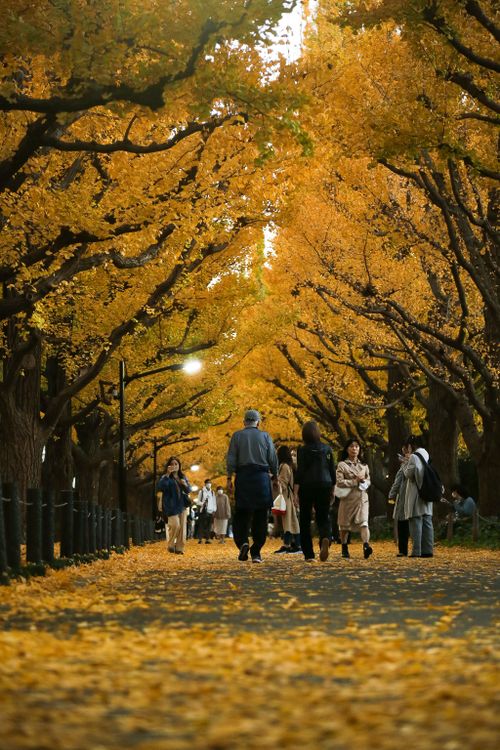 Free People enjoying a leisurely walk under golden autumn trees with fallen leaves. Stock Photo