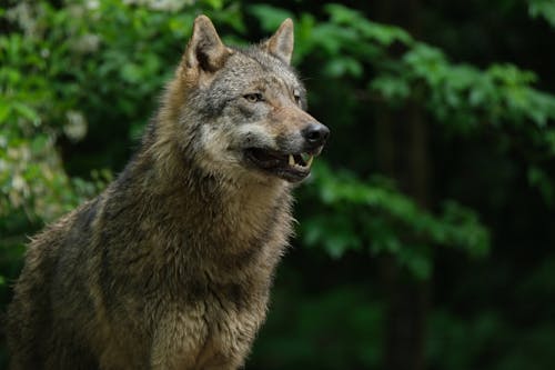 Close-Up Shot of a Wolf