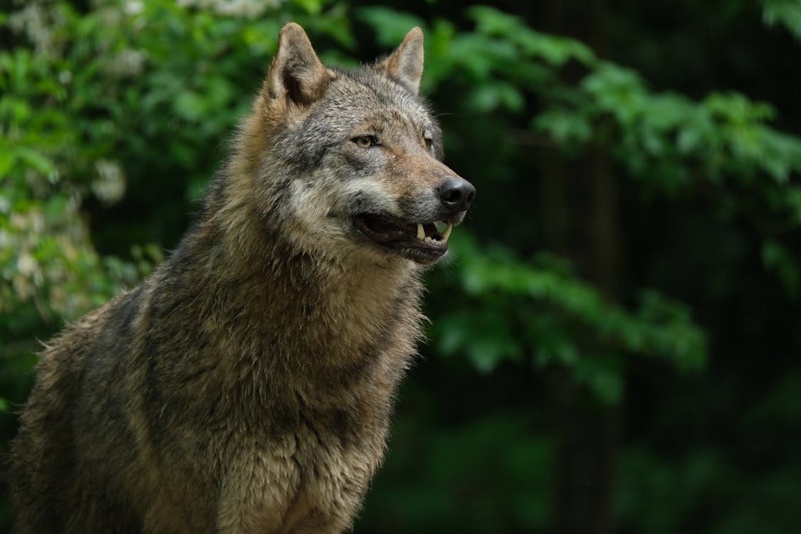 wolf with open mouth