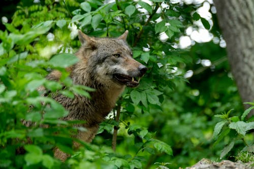 A Wolf in the Forest