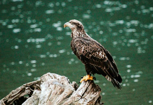 Foto profissional grátis de água-de-cabeça-branca, águia, águia careca imatura