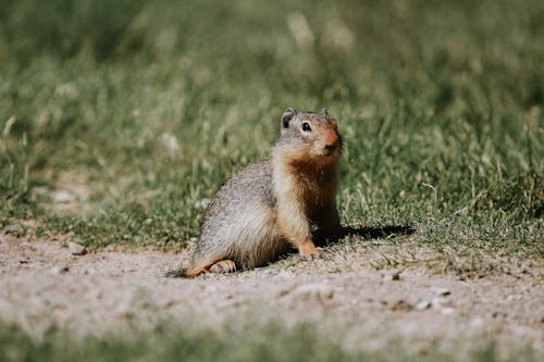 Brown Squirrel on Green Grass