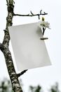 A White Paper Clipped on Plum Blossom Tree Branch