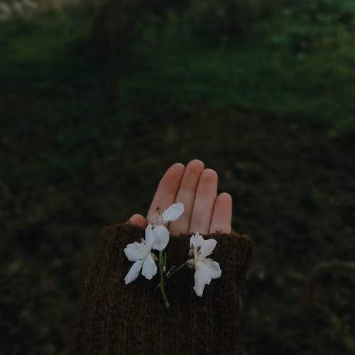 Gratis arkivbilde med blomsterblad, fingre, hvite blomster