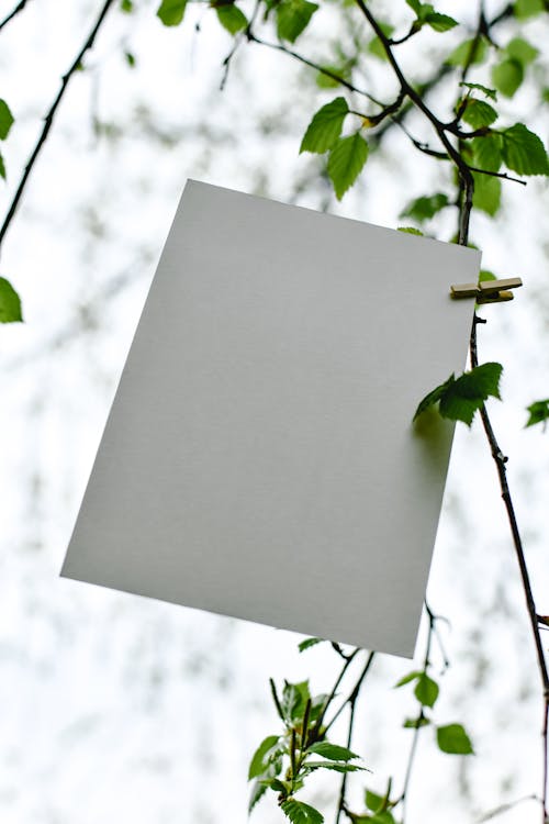 Gratis lagerfoto af grønne blade, hvidt papir, konceptuel