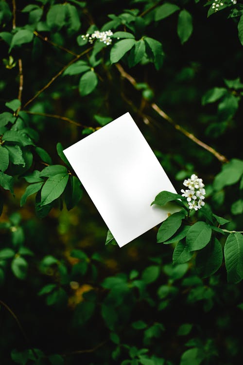 A White Blank Paper on Green Leaves