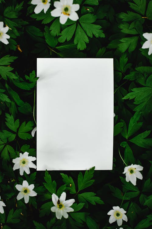 Foto d'estoc gratuïta de espai per a text, flors blanques, fulles verdes