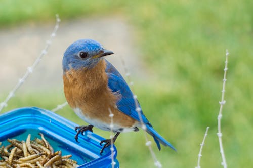 蓝色玻璃罐上的蓝色和棕色鸟的选择性聚焦摄影