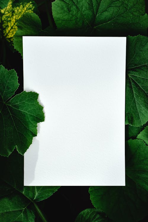 White Paper on Top of Green Leaves