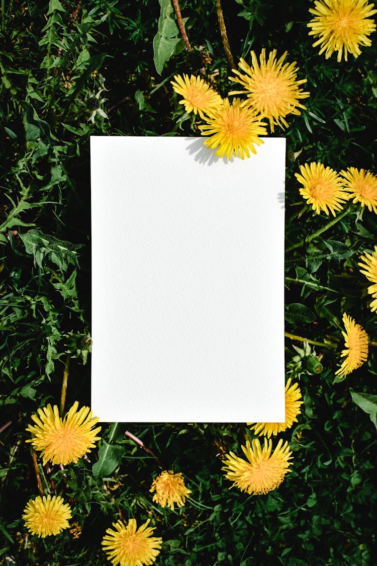 Bond Paper Beside Yellow Sunflowers