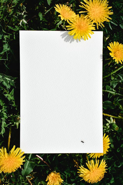 Gratis lagerfoto af blankt papir, gule blomster, hvidt papir