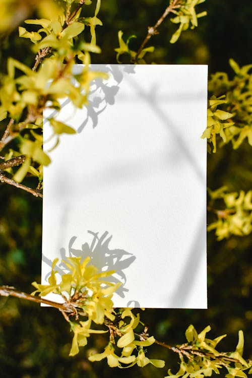 Gratis lagerfoto af blankt papir, gule blomster, konceptuel